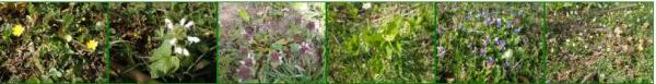 montage of wild flowers